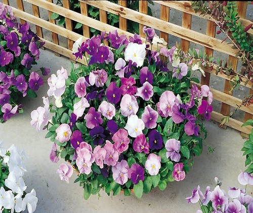 Hoa Viola thường được trồng thành khóm nhỏ