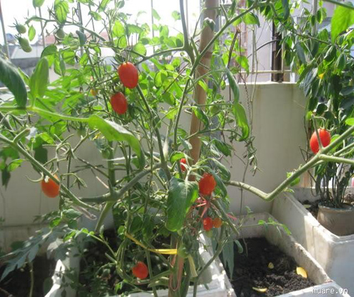 Cà chua tí hon trồng trong chậu nhỏ trang trí trong nhà