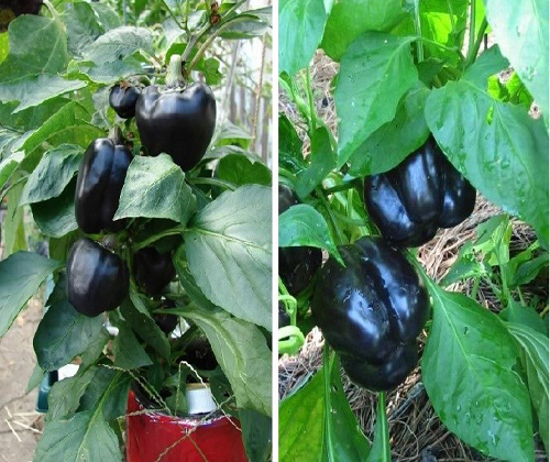 Ớt chuông đen được trồng trong chậu nhỏ