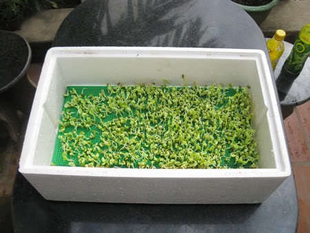 Kĩ thuật trồng rau thủy canh