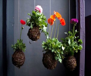 hướng dẫn trồng hoa bằng cách treo giỏ