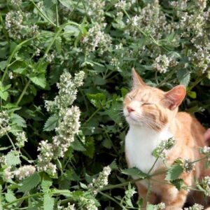 bạc hà mèo catnip