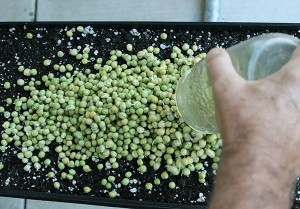 hạt đậu hà lan khi đã nẩy mầm