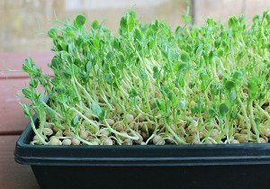 Rau mầm đậu hà lan được gieo trong chậu gia đình