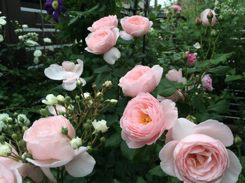 Hoa hồng leo pháp có màu hồng thể hiện sự dịu dàng