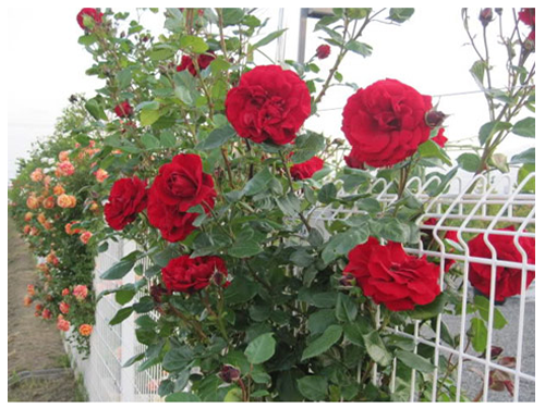 hoa hồng leo pháp cánh hoa thường nhiều hơn