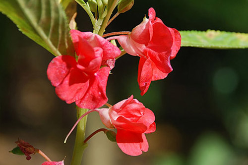 hoa móng tay kép có màu đỏ đặc trưng