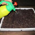 hướng dẫn trồng rau mầm cải bông