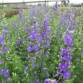 cách trồng hoa violet