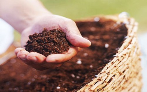 Cách làm đất hữu cơ trồng rau – Đơn giản và hiệu quả